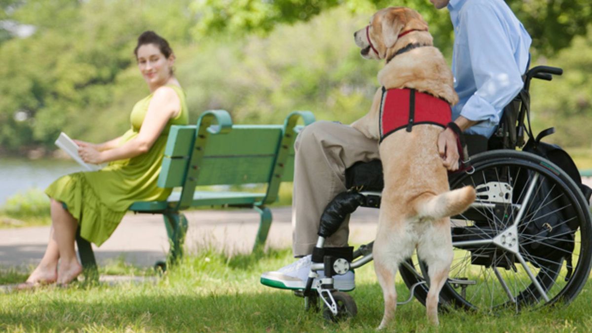 PAWS Act passed: service dog helps man in wheelchair