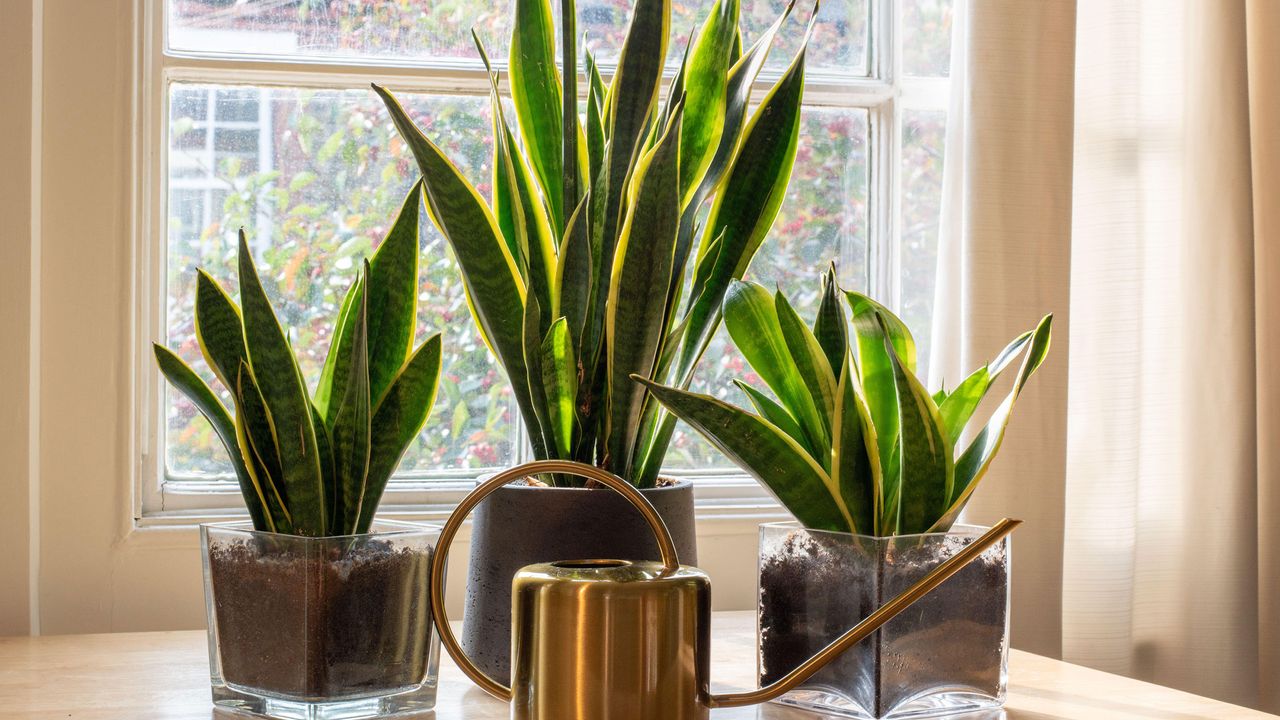 snake plant display in window