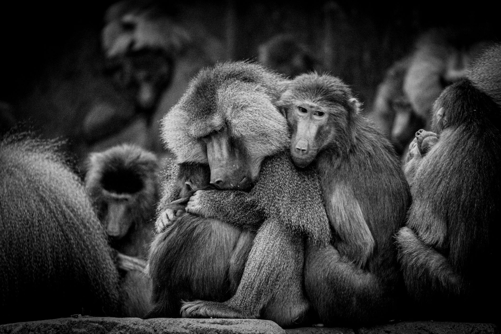 GuruShots - Powerful Black &amp;amp; White Jan 26