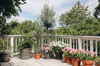 Blooming potted geranium flowers, citrus and olive trees.