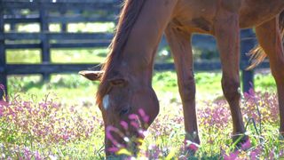 Grass Wonder at the Big Red Farm before his death.