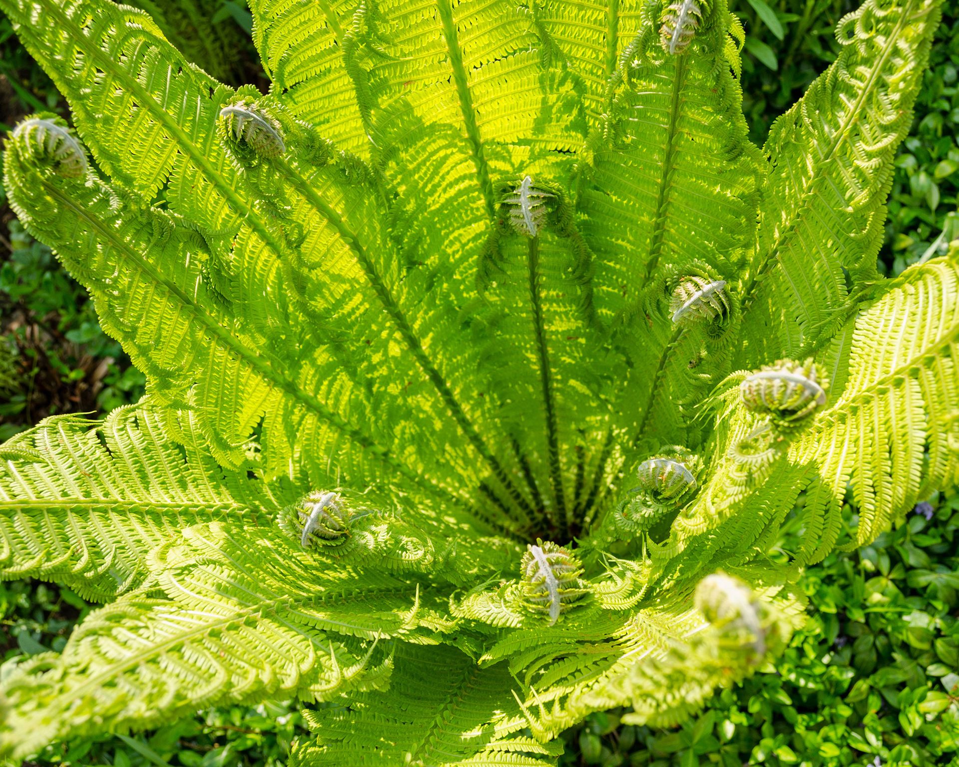 Fern unfurling its leaves in the garden