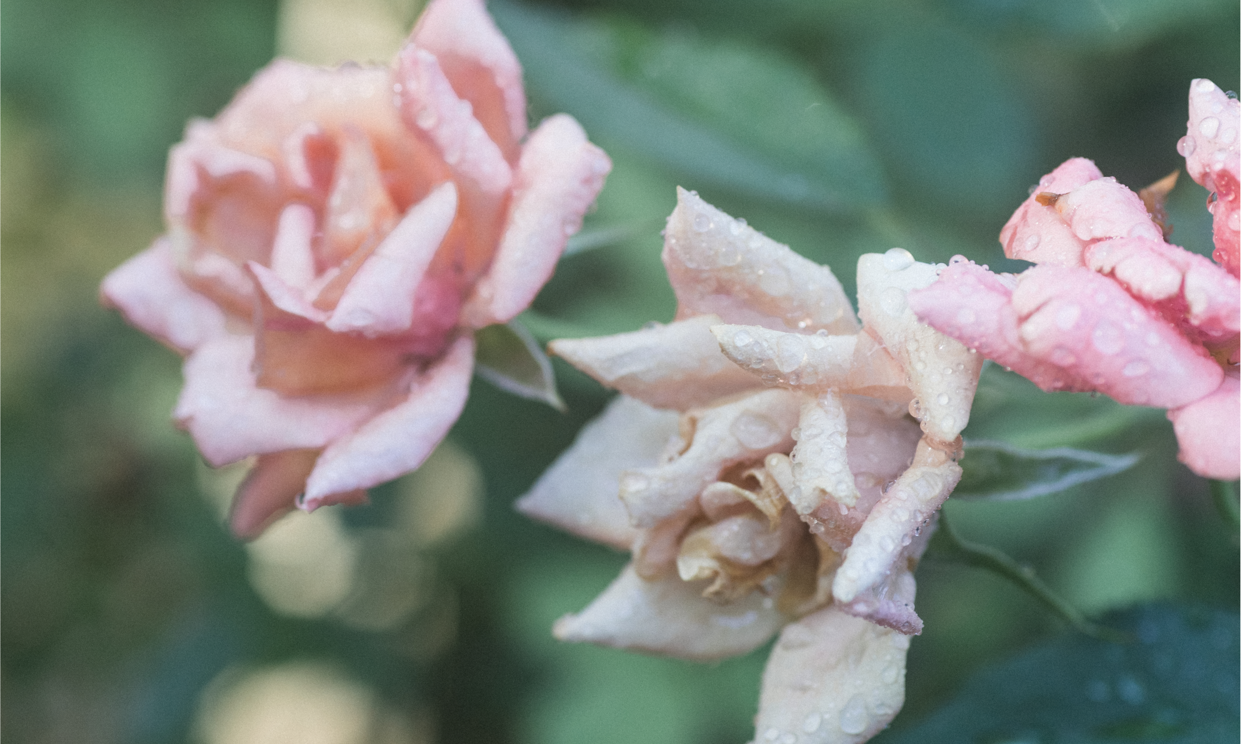 Lucy Hunter roses in Charleston garden