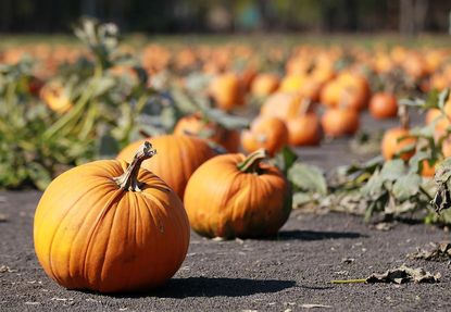 Taxpayers are subsidizing pumpkin patches and festivals this fall