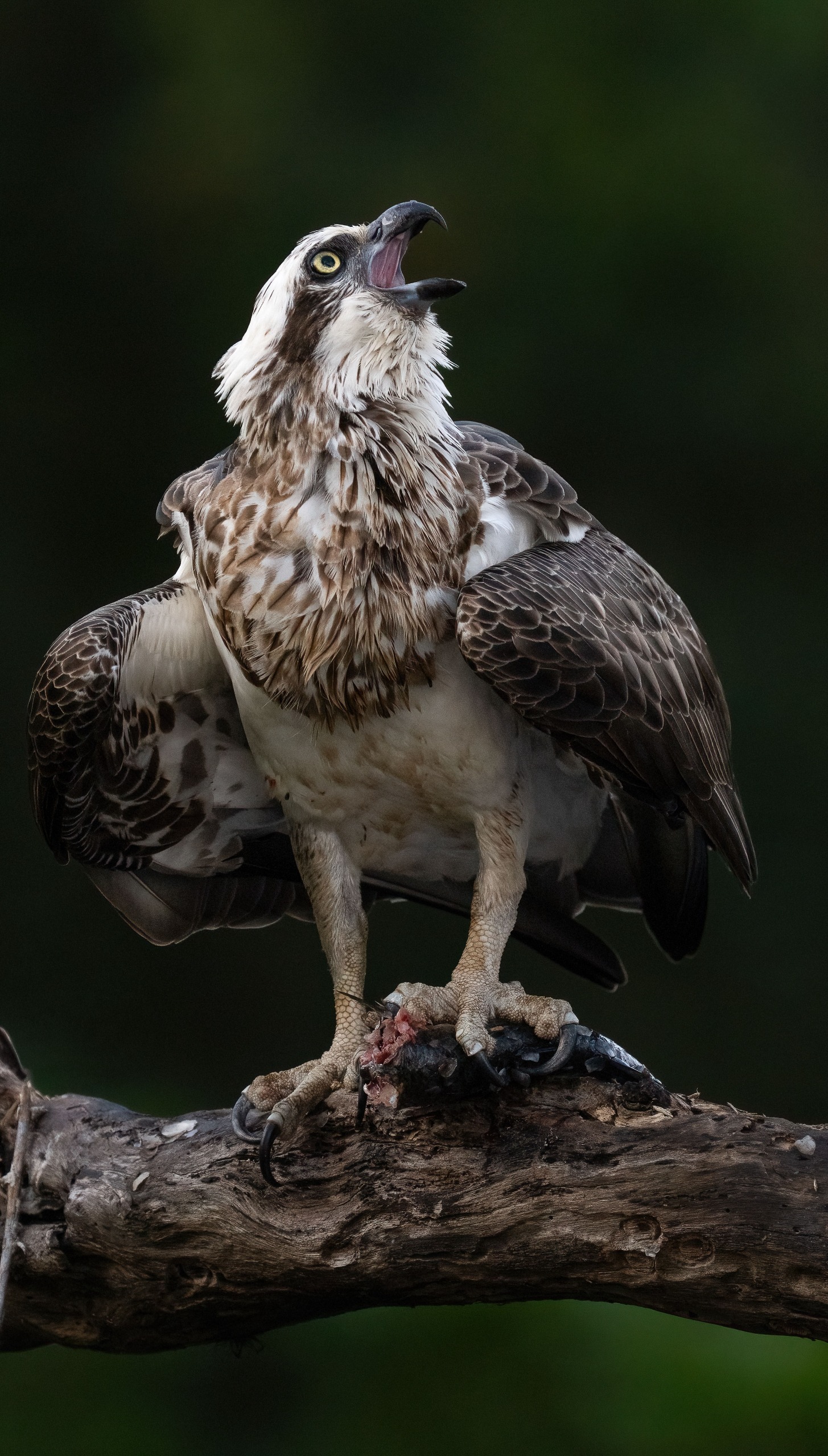 Winning image from Camera House Photographer of the Year 2026