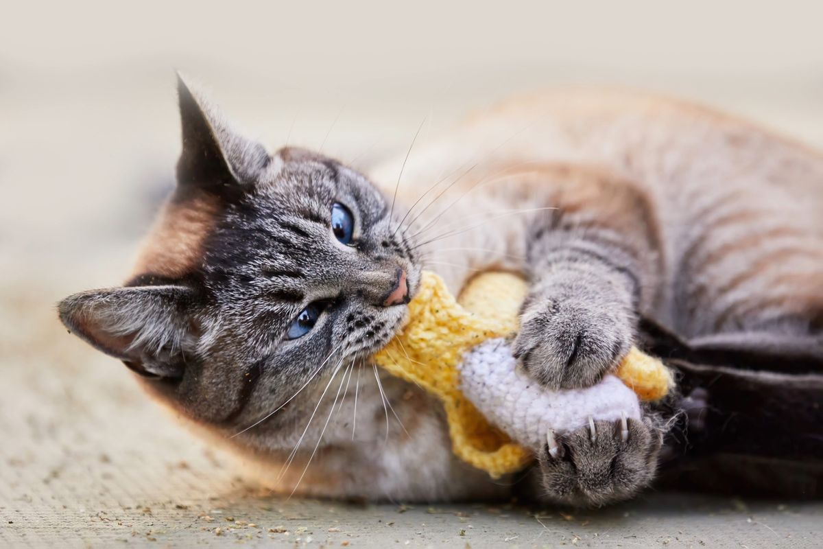 Why is my cat play biting? A behaviorist reveals 3 reasons PetsRadar