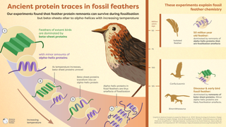 A chart showing proteins found in bird feathers.