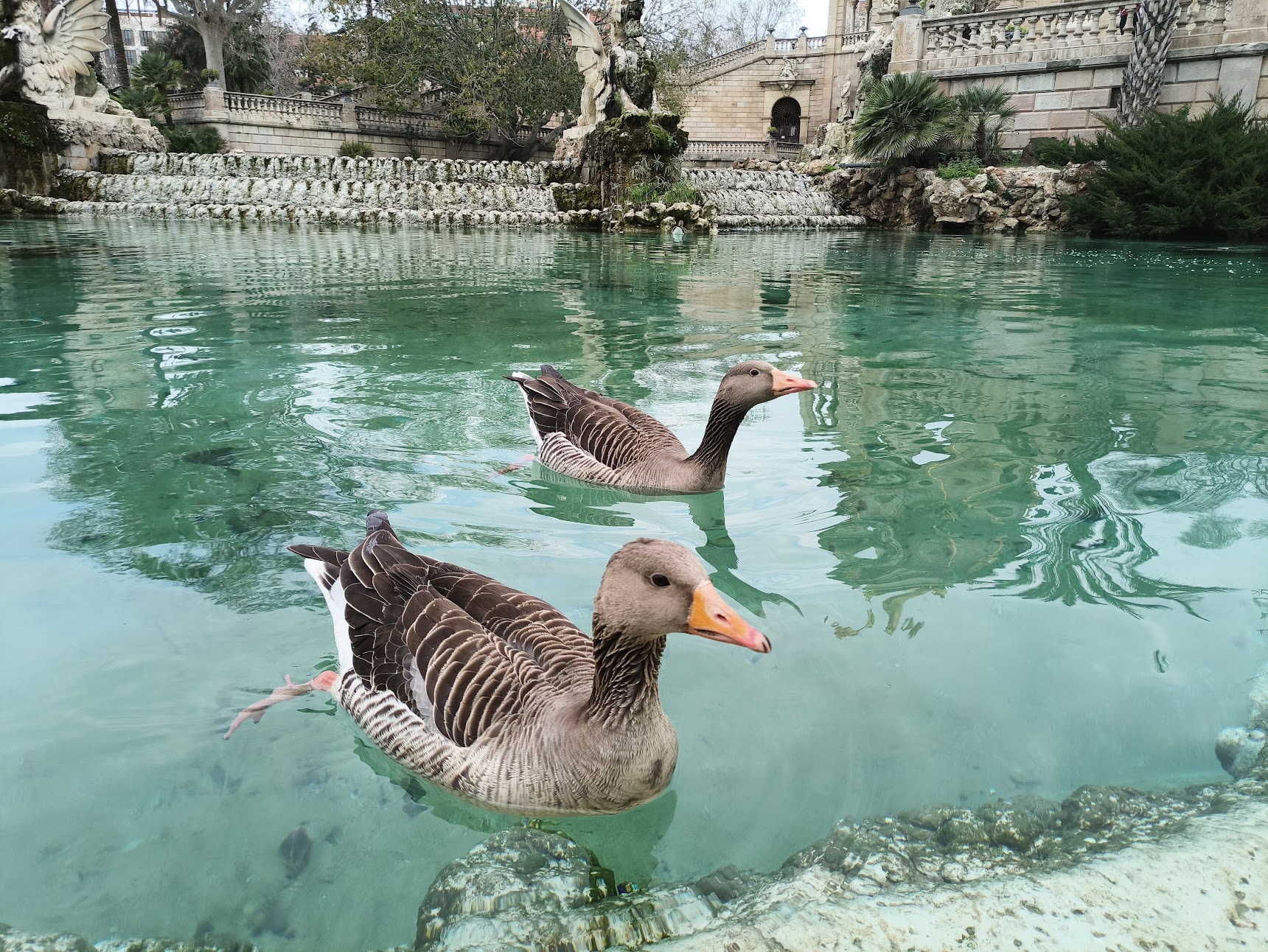 Two brown ducks swim across the clear, turquoise water of a fountain pond with an ornate stone staircase and statues in the background.