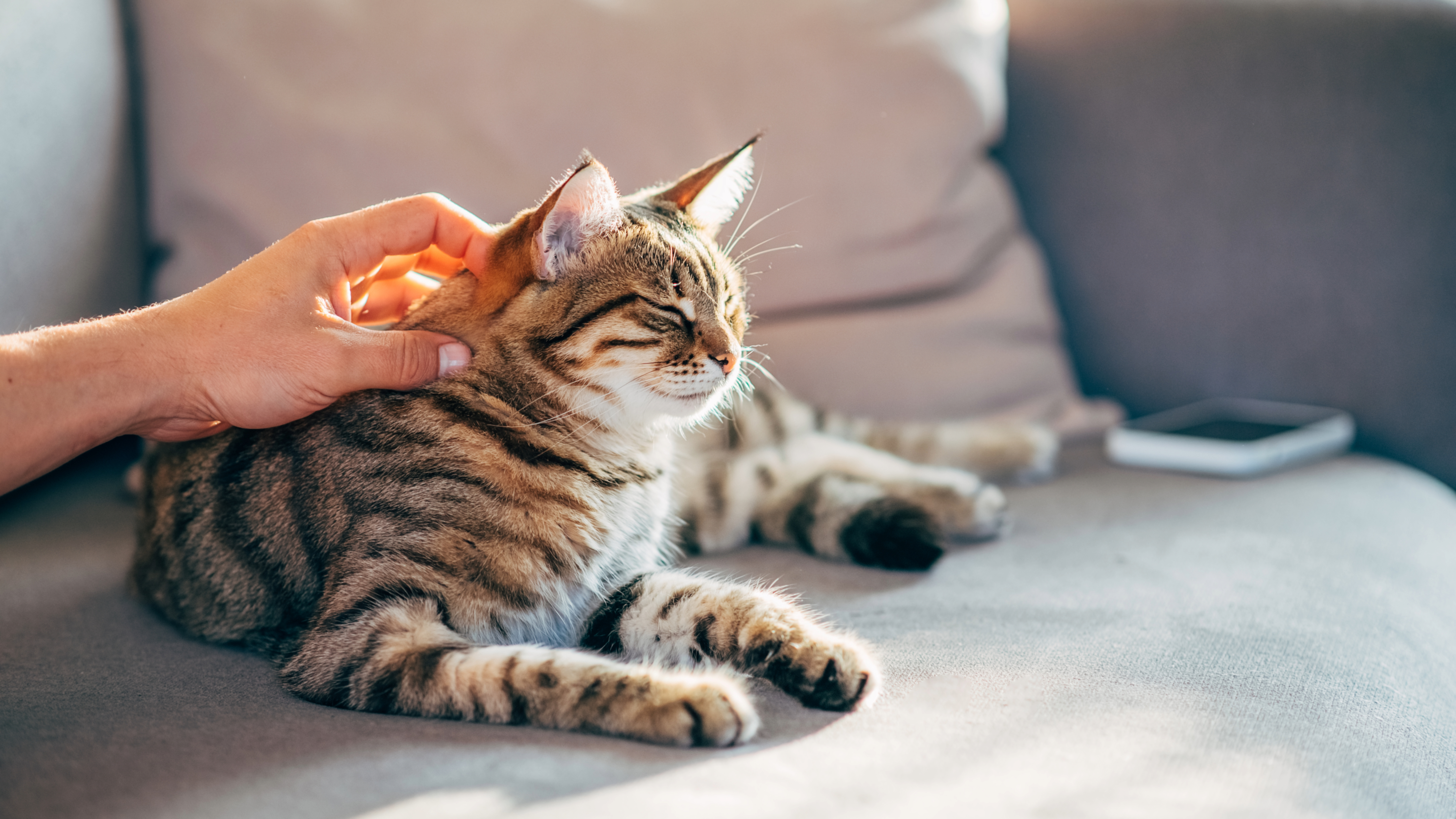 Close up of hand stroking cat