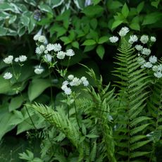 white astrantia blooming in summer garden - Mkovalevskaya-GettyImages - 2196870307