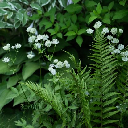 white astrantia blooming in summer garden - Mkovalevskaya-GettyImages - 2196870307