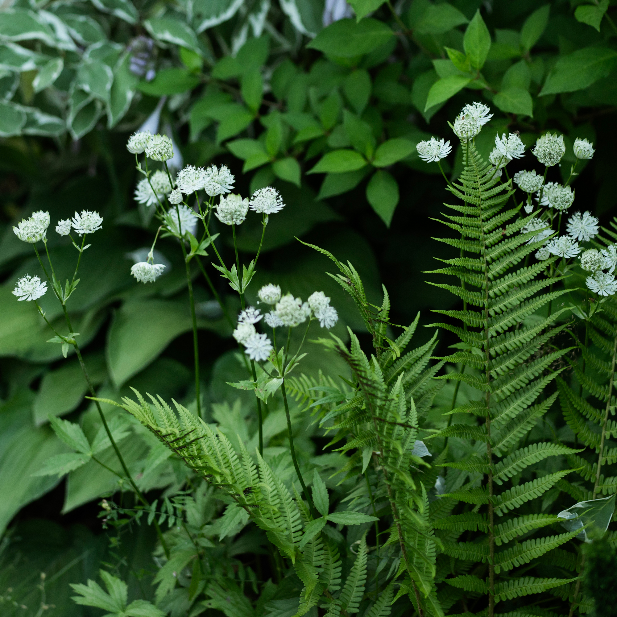 white astrantia blooming in summer garden - Mkovalevskaya-GettyImages - 2196870307 