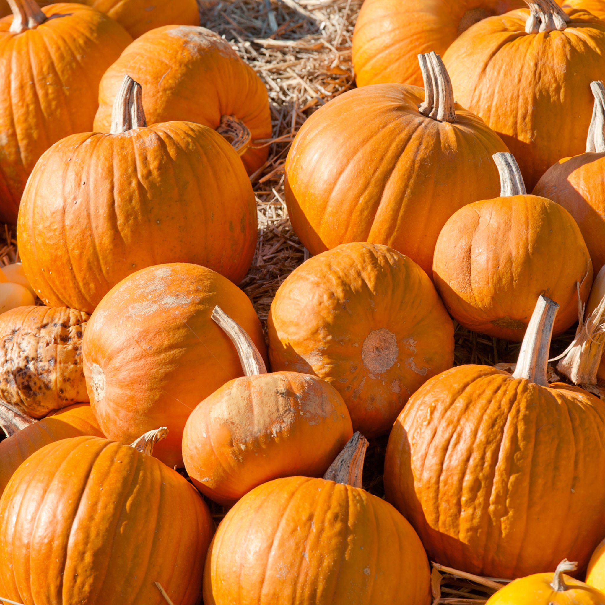 Cherokee Bush Pumpkin Seeds