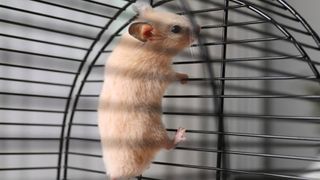 Why does my hamster climb the cage? (and how do I stop it?) 