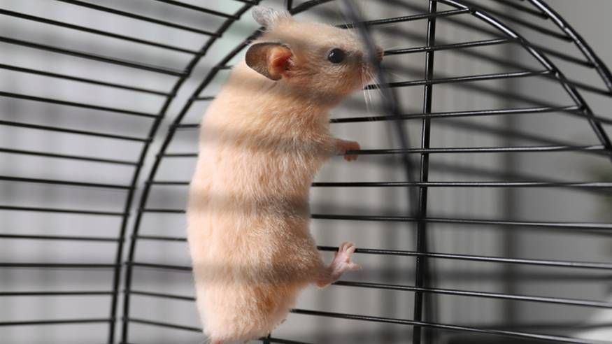 Why does my hamster climb the cage? (and how do I stop it?) 