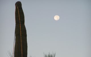 Decorated Saguaro and Moon 