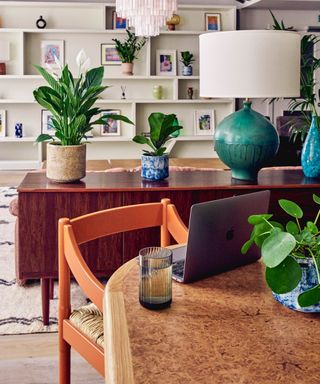 houseplants in a living room