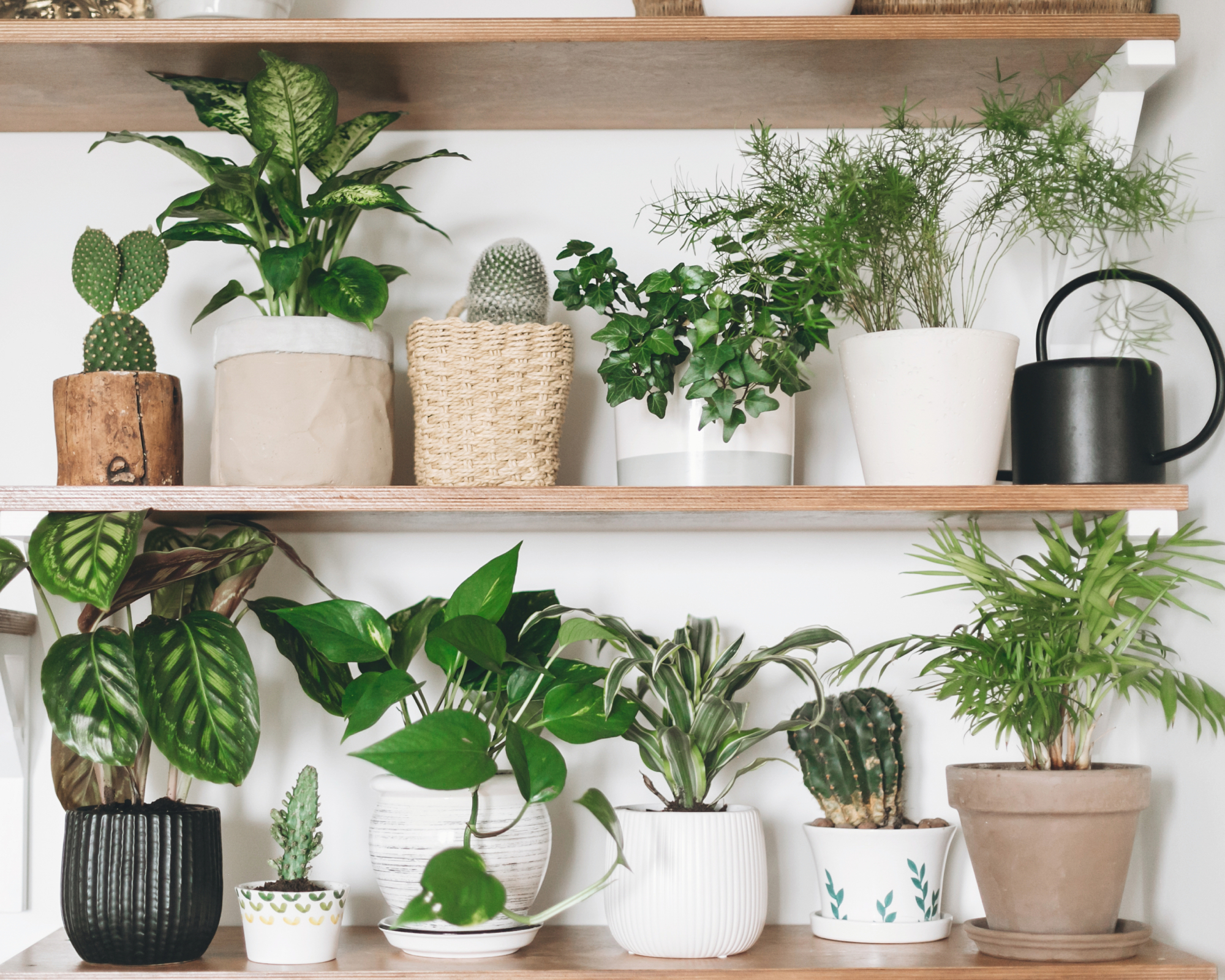 collection of healthy houseplants on shelves