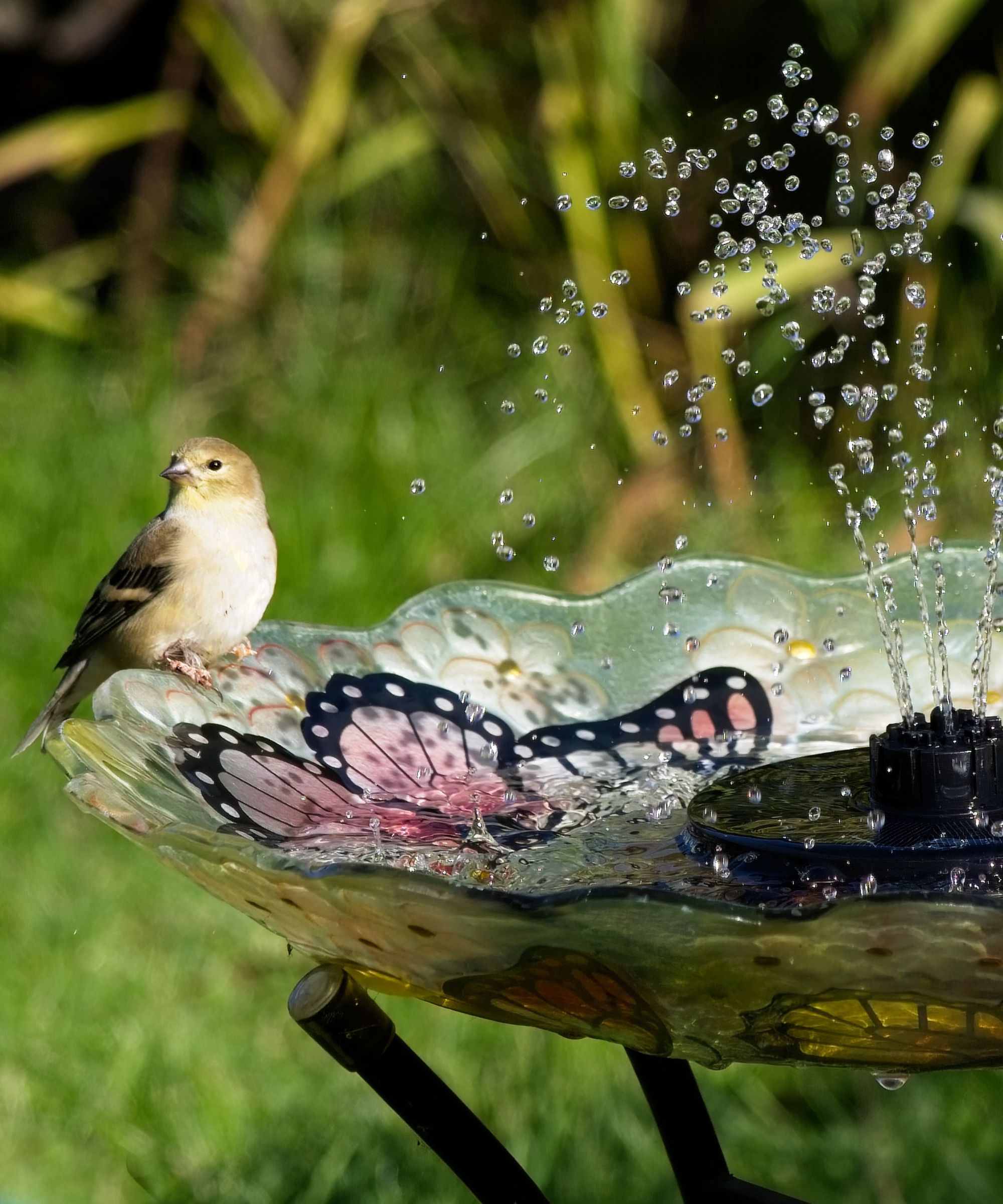 Bird perched on glass bird bath fountain decorated with pink butterflies