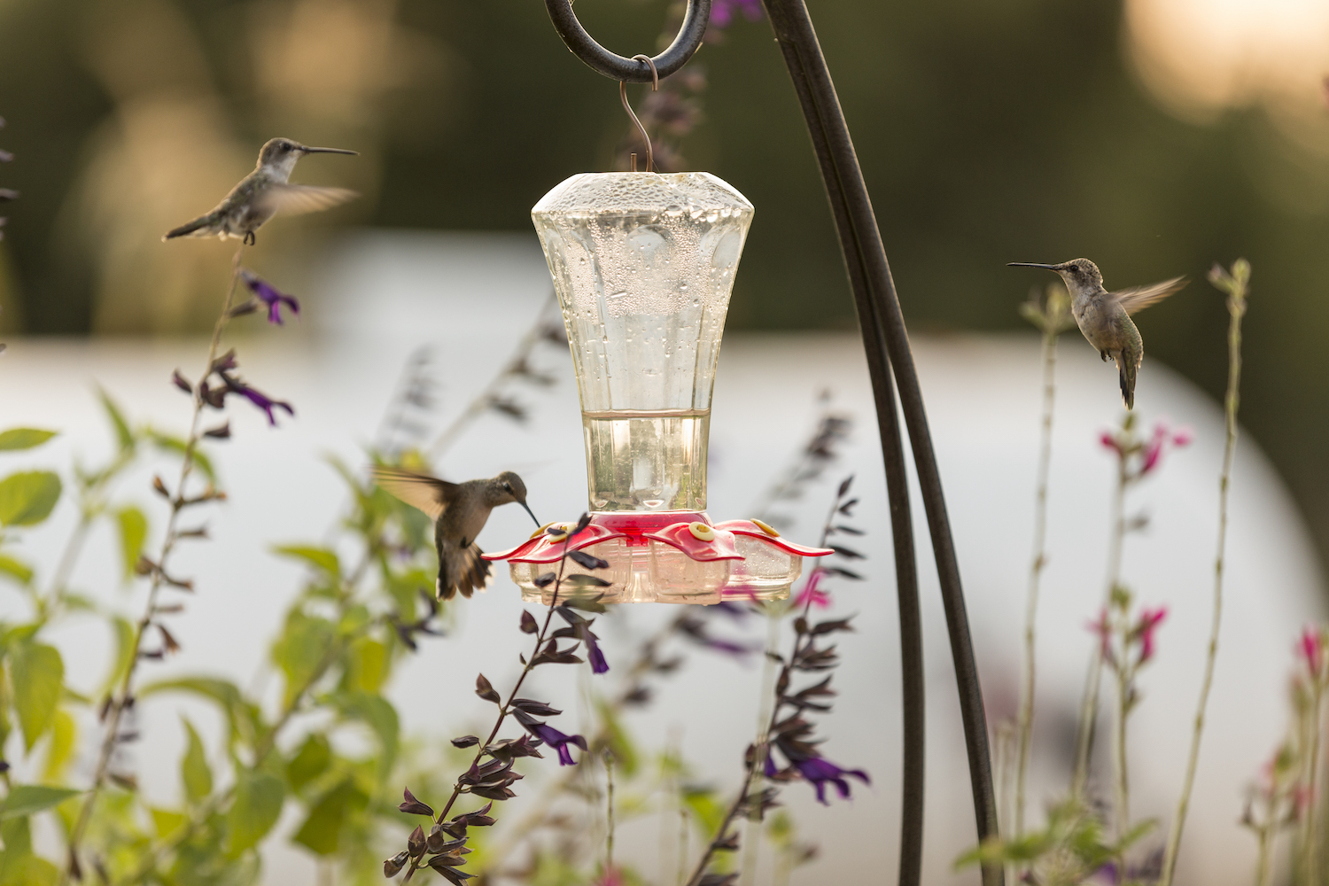 a hummingbird feeder placed near flowers
