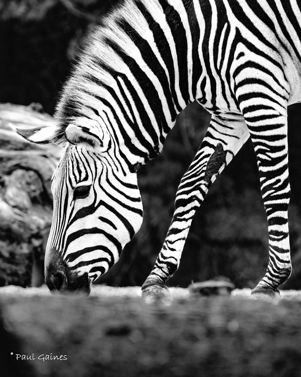 GuruShots - Powerful Black &amp; White Jan 26