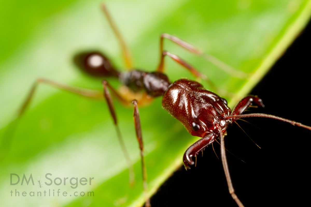 Oh Snap: Trap-Jaw Ants Jump With Their Legs, Too | Live Science