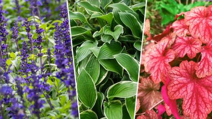 composite of salvias, hostas and heuchera plants