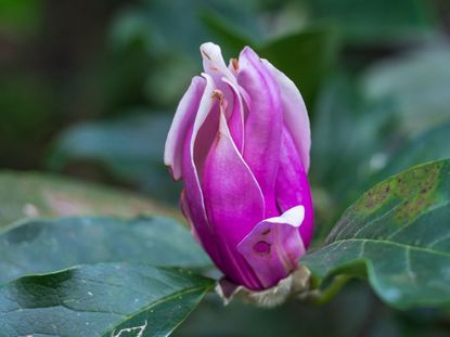 Wilted Pink Magnolia Flower