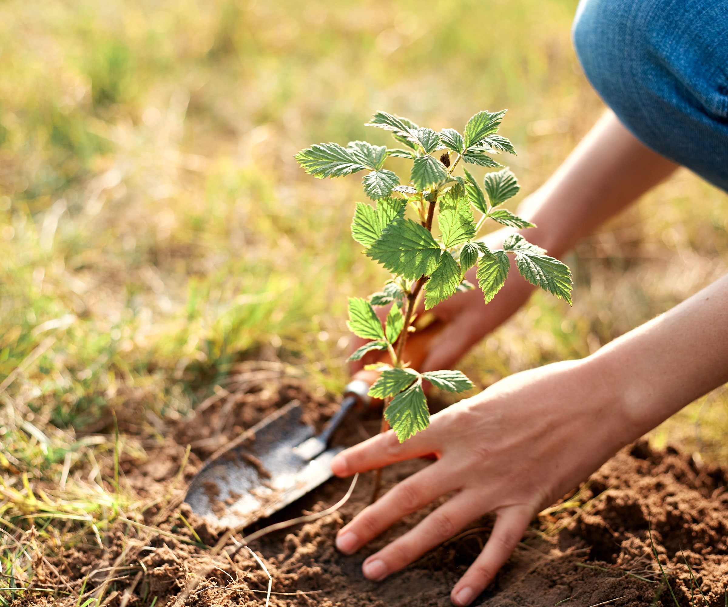 planting young raspberry plant in soil