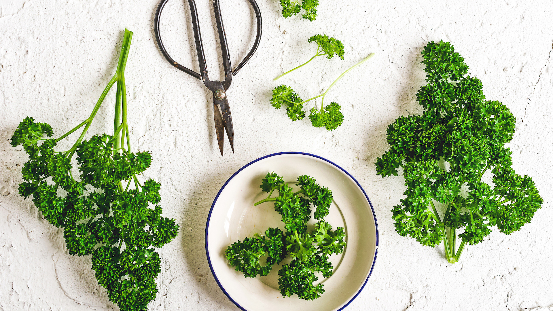 Curly parsley