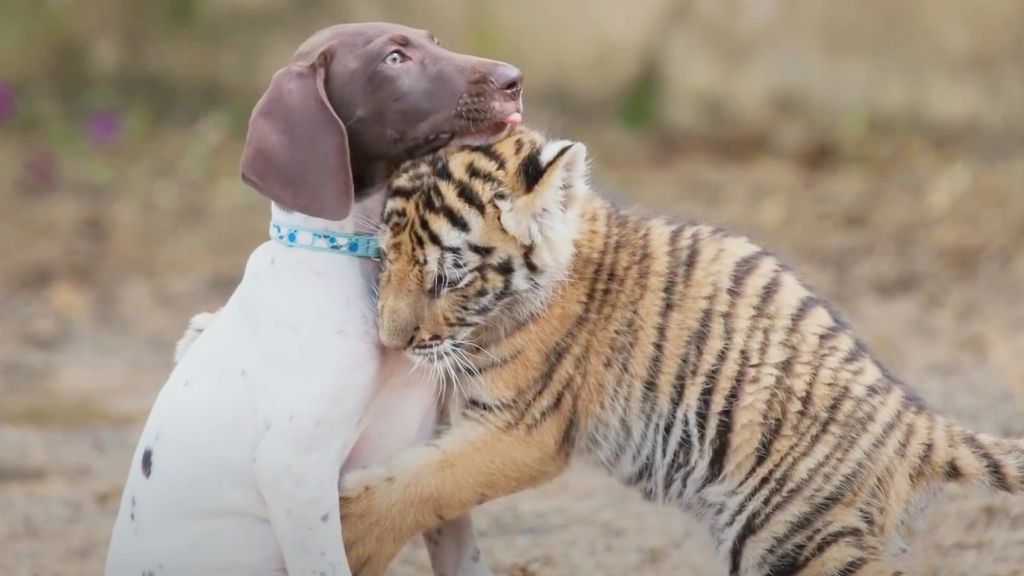 Baby tiger strikes up unlikely animal friendship with puppy | PetsRadar