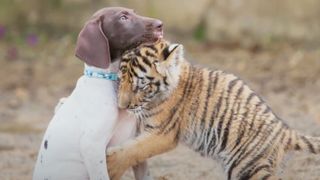 The unlikely animal friendship between puppy Chelsea and tiger cub Hunter, shown here playing together outside