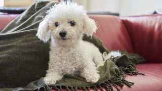 small white dog sitting on a blanket on a red couch