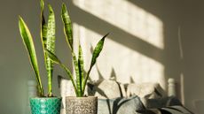 Two snake plants in a bright and sunny home