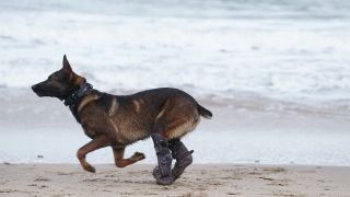 Hero dogs: Image of Kuno running on the beach
