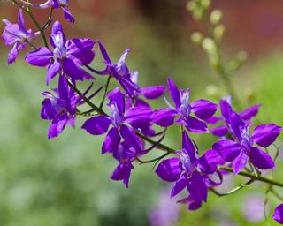 Purple larkspur (Consolida ajacis)