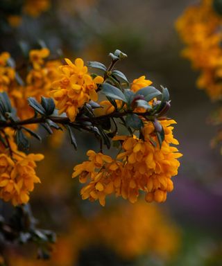 yellow flowers of a berberis darwinii