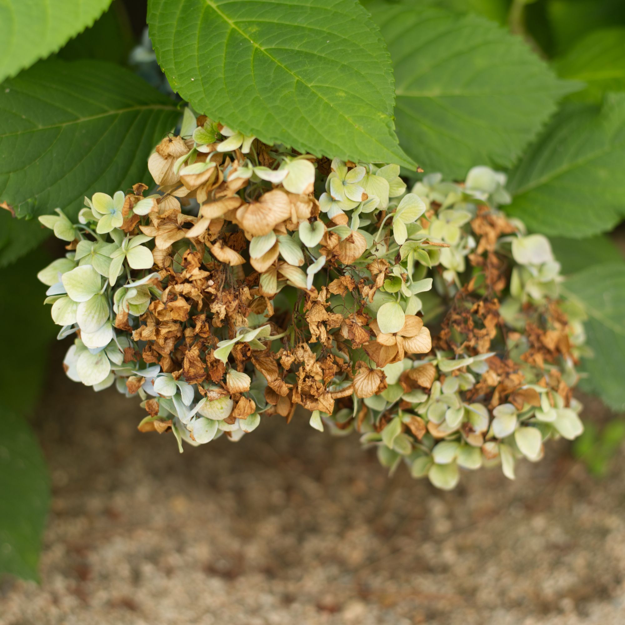 Brown dying flowers on hydrangea plant