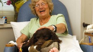American water spaniel working as therapy dog