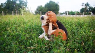 Beagle scratching outside