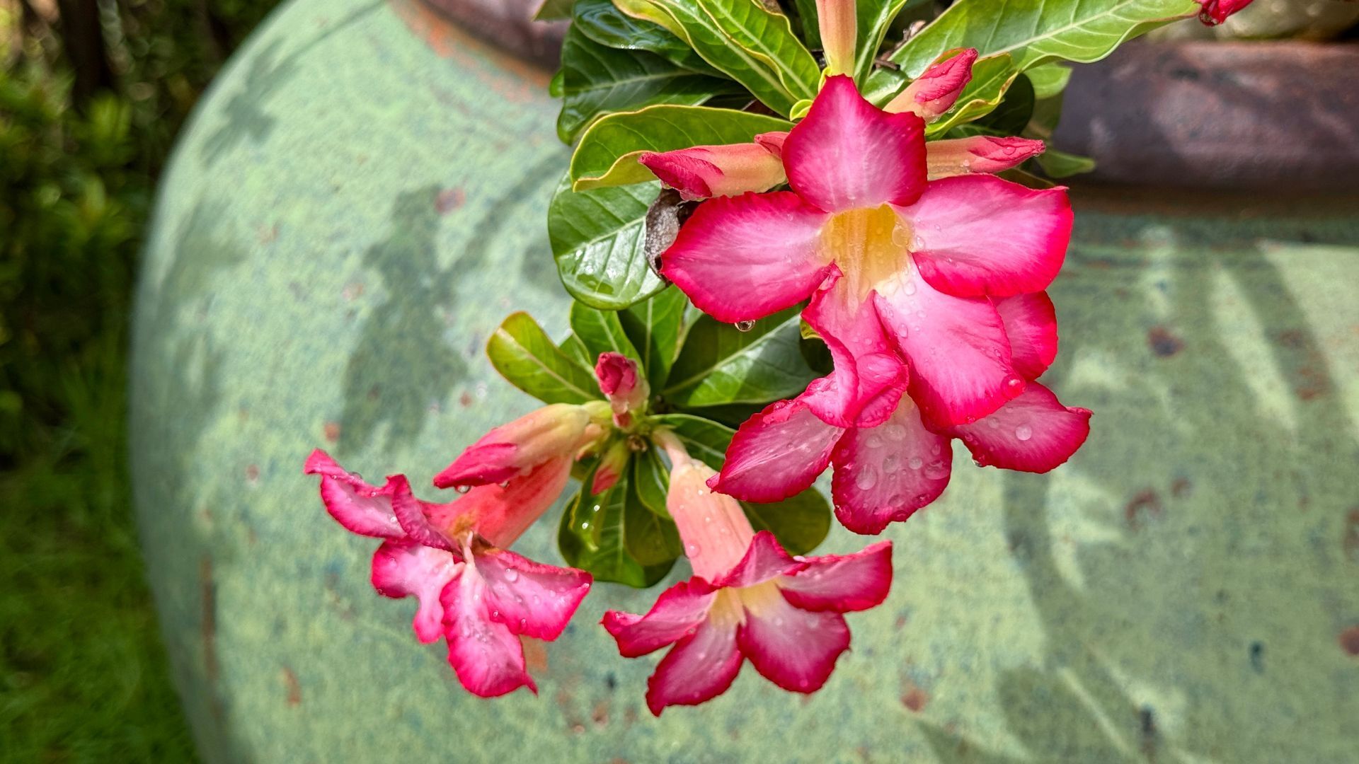 Desert rose