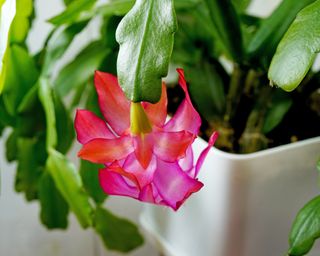 Christmas cactus with pink flower