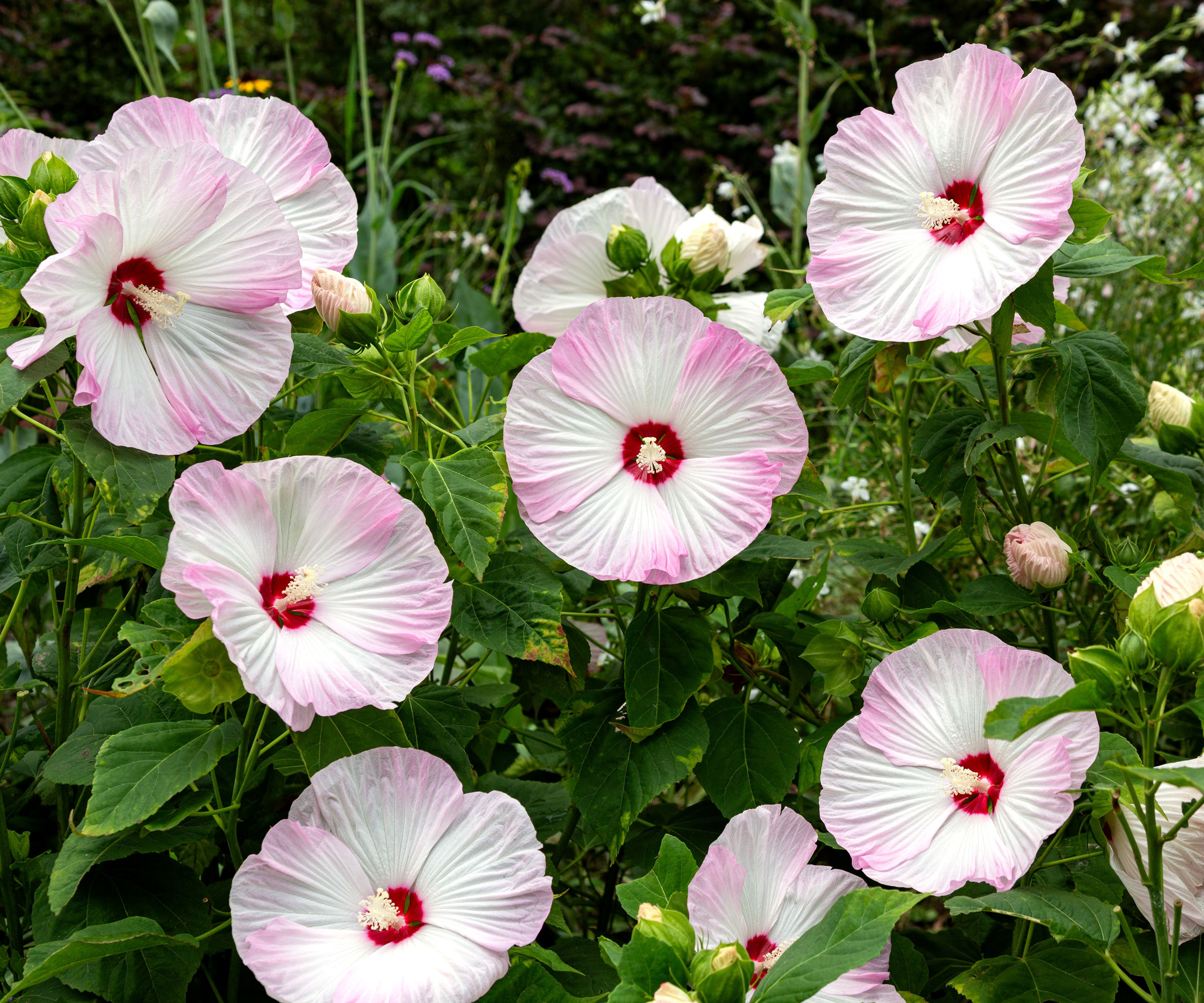 rose mallow in bloom with pink and white flowers