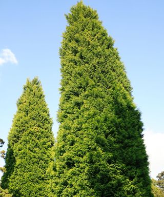 Two tall green cypress trees with a clear light blue sky above them