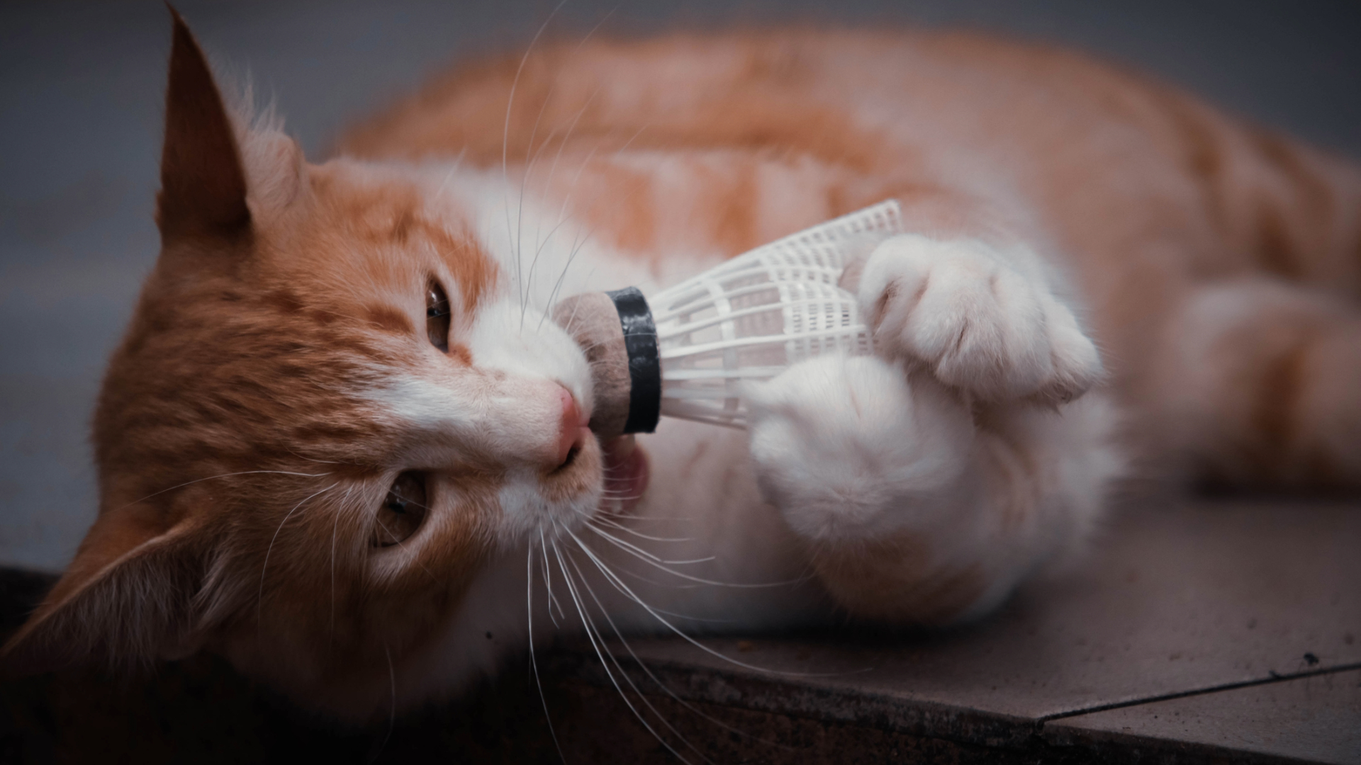 A cat chewing a shuttle cock