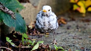 Leucistic Blackbird