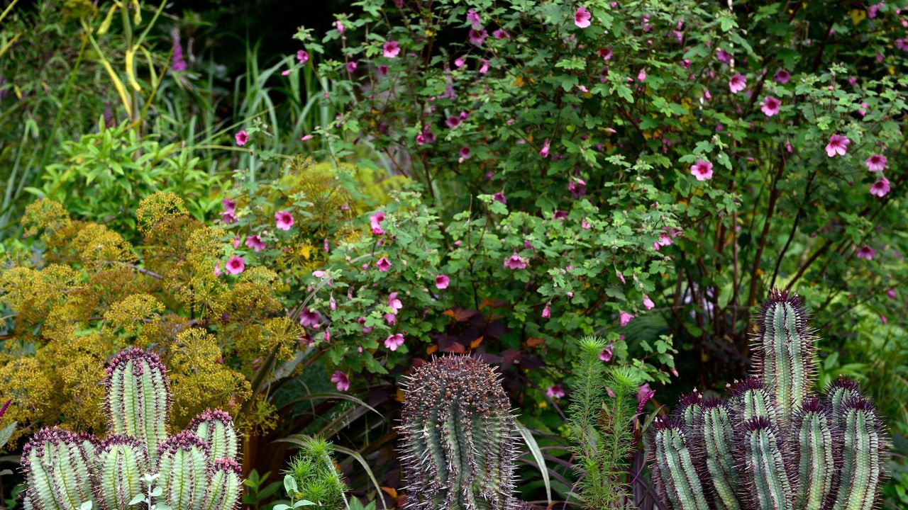 African mallow and cactus