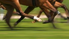 horse-legs-alamy-B61Y5H.jpg