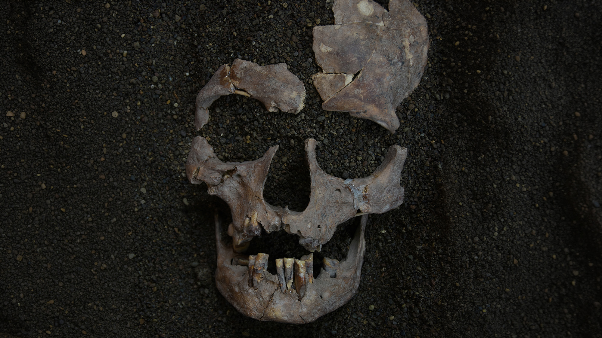 A close up of a gray skull half unearthed in dark dirt.
