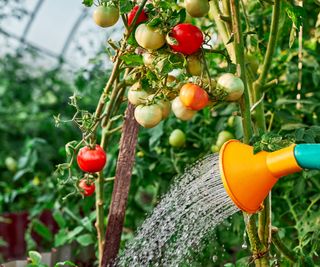 tomato plants being watered